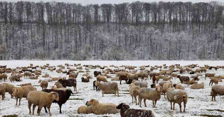 Mehr Schafe und Schafhalter in Bayern