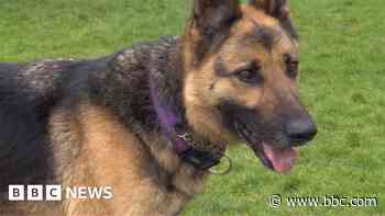 New home sought for dog left tied up in graveyard