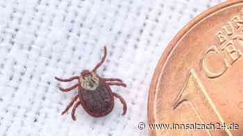 Wo Zecken schon jetzt unterwegs und gefährlich sind