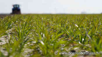 Vorst is alweer bijna vergeten op de tarwemarkt