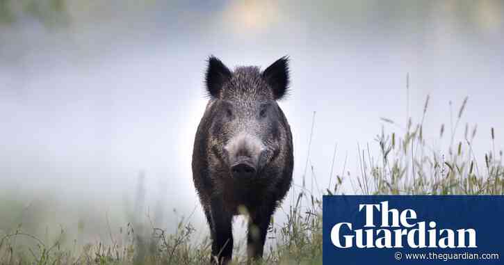 Dartmoor wild boar sightings prompt suspicions of guerrilla rewilding