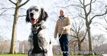 Inspirational dog who supported grieving owner shortlisted for prestigious Kennel Club award