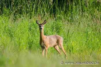 Gemeente wil illegale jachtpartijen op reeën een halt toeroepen: “Mogelijk is er een dierenbeul actief”