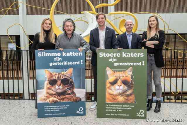 Stad beloont baasjes die hun kat laten castreren of steriliseren: “Hopelijk volgen ook andere steden en gemeenten”