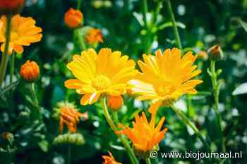 Weleda hoofdkantoor Benelux 'Het gebouw van de maand' in Zoetermeer
