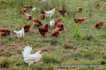 Geflügelpest: Kreis Paderborn rät zur Vorsicht