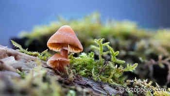 Macro Photography Tips: Choosing the Right Gear for the Best Results