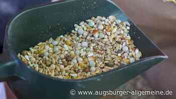 Tauben brauchen kein zusätzliches Futter