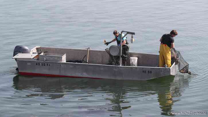 Het gaat slecht met vissen en bodemdieren in de Oosterschelde