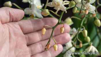 Knospen von Orchideen fallen ab, obwohl die Orchidee gerade blüht