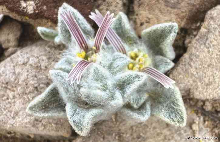 New 'wooly devil' plant species discovered in Texas national park