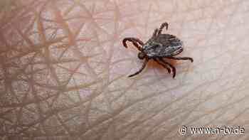 Erste FSME-Fälle im Winter: Die Zecken-Saison hat schon begonnen