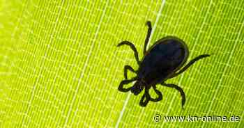 Wie schlimm wird die Zeckensaison 2025? Erste FSME-Fälle in Deutschland