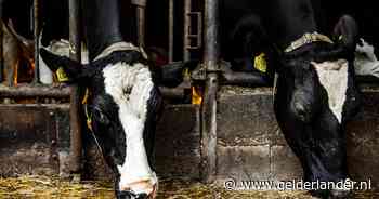 Beschimmeld voer en kreupele runderen: boer gaat weer de fout in met zijn dieren