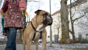 Hundehalterin verklagt Gemeinde Rudelzhausen wegen Leinenpflicht – dabei wohnt sie gar nicht dort