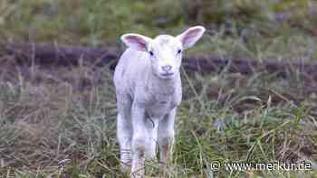 Lamm verliert Familie: TikTok-User zerreißt es das Herz – doch dann kommt ein Labrador