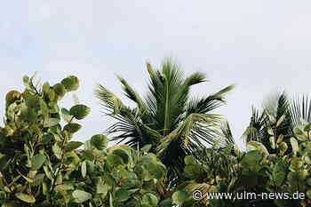 Tropisches Paradies – So holt man die Tropen zu sich nach Hause