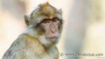 Ontsnapte berberapen teruggebracht naar hun verblijf in Apenheul