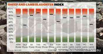 Shortage: a key concern is the availability of heavy lambs for processing