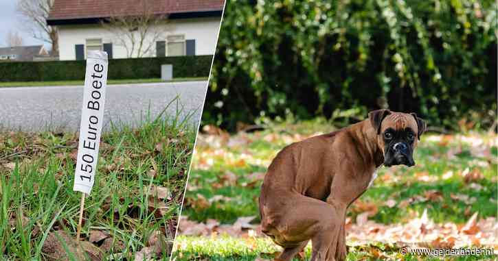 Is een prikker in de poep gevaarlijk voor honden? Dit vinden jullie van de drastische maatregel van Wim tegen ‘hondenpoepchaos’