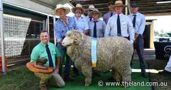'Brilliant' New England ram claims top honours at Great Southern Supreme Merino