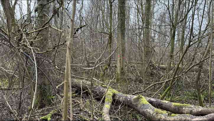 Flevoland - Hoogste bomen van Flevoland worden massaal gekapt: 'We gaan 60 jaar terug in de tijd'