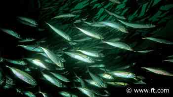 ‘Fish disco’ row risks fresh delays to Hinkley Point nuclear plant