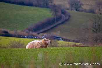 New 'battle bluetongue' campaign urges farmers to vaccinate flocks