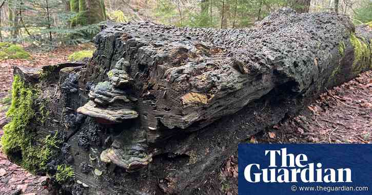 Country diary: Willing the wishing to stop | Cal Flyn