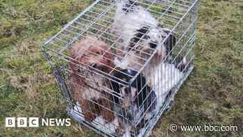 'Disbelief' as caged dogs abandoned at nature spot
