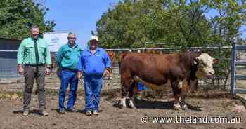Super sires attract strong demand at the Wirruna autumn sale