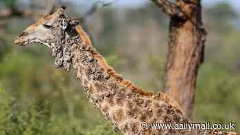 Heartbreaking photos show a giraffe with hundreds of skin lesions thanks to a rare viral disease