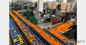 Daling citrusconsumptie baart Siciliaanse telers zorgen