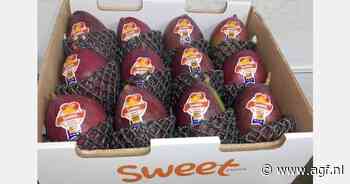 "Palmer-mango heeft comeback gemaakt in Europese schap"