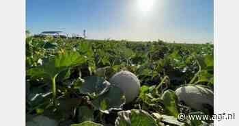 Prijzen importmeloenen stabiliseren na piek in januari
