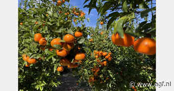 Ortanique en Orri meest gezochte mandarijnenrassen in Spanje in februari