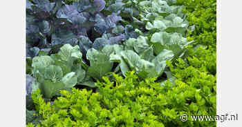 Duitse AGF-import uit Nederland en Spanje in cijfers