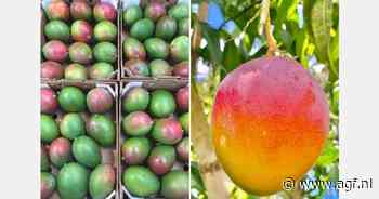 Prijzen van Peruaanse mango's in de lift