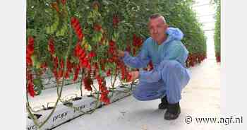 Elk jaar nieuwe tomatenspecialties om de nichemarkt te bedienen
