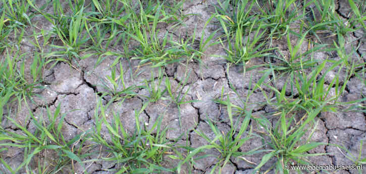 Tarwe Centraal-Europa op achterstand door droogte