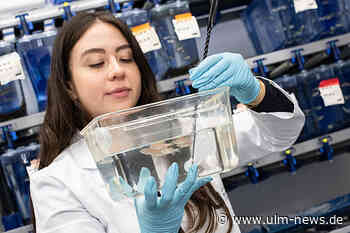 Forschung an der Uni Ulm: Selbstheilende Herzen - Wie Zebrafische Herzmuskelzellen regenerieren