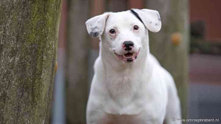 Niemand wilde Pimmetje hebben, maar na 3 jaar heeft hij een gouden mandje