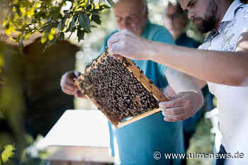 Die Wunderwelt des Bienenstocks