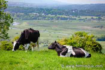 Organic Herd increases April milk price by 1.68ppl