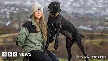 Dog banned from Crufts over happy tail syndrome