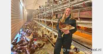 "We stappen nu over naar bruine kippen"
