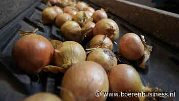 Export van uien in 2025 pakt brons