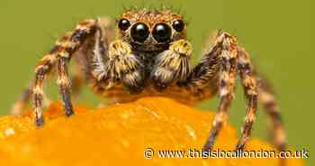 Spiders and kissing bunnies among wildlife captured on camera in Dagenham