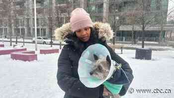 Toronto deputy mayor pitches urgent coyote action plan after string of downtown attacks