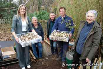 Voor het eerst sinds tachtig jaar weer succesvolle oogst uit vergeten witloofkelder: “Al mogen we het niet gebruiken in de keuken”